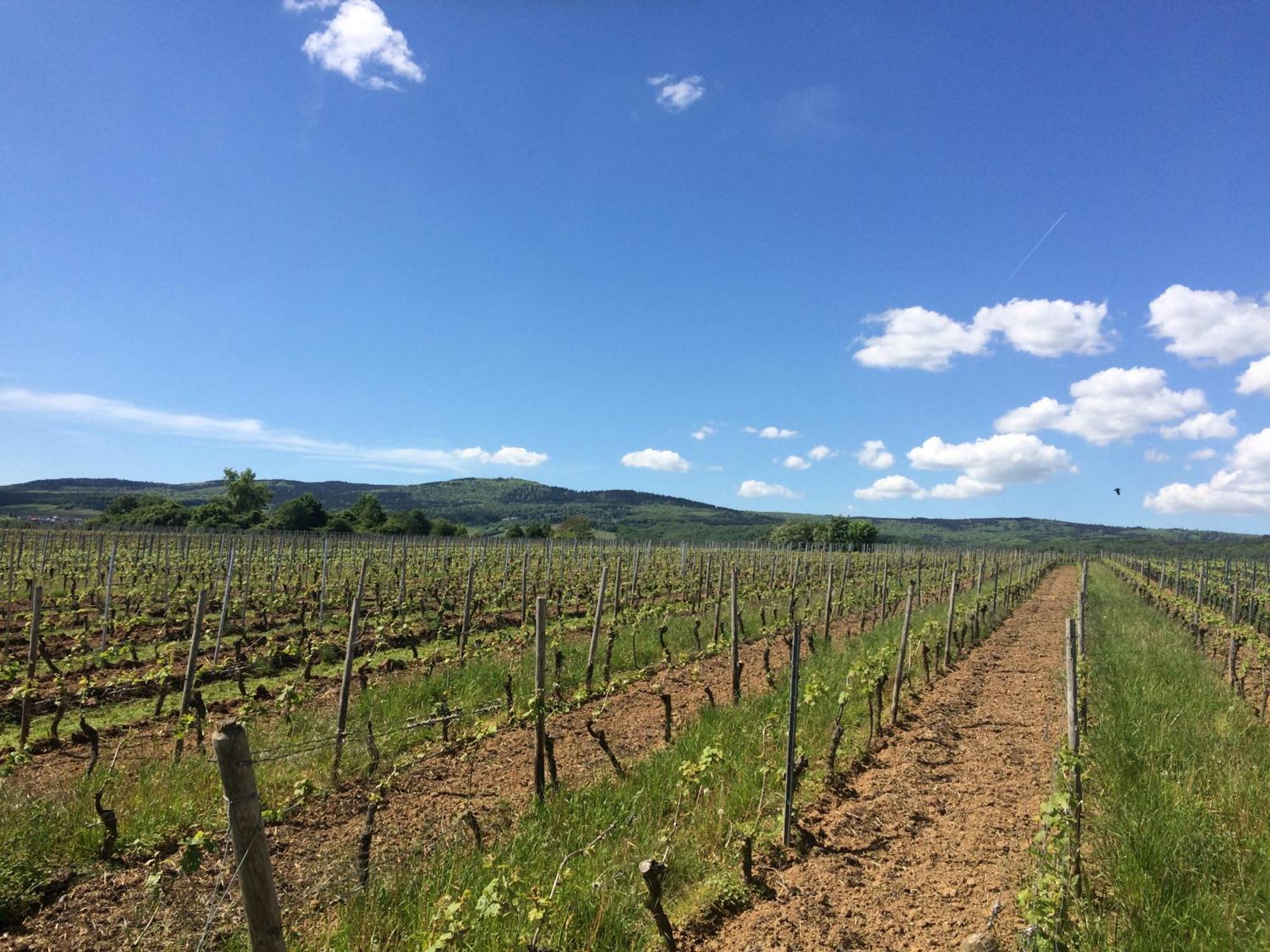 Weingut Hans Bausch Daire Hattenheim Dış mekan fotoğraf